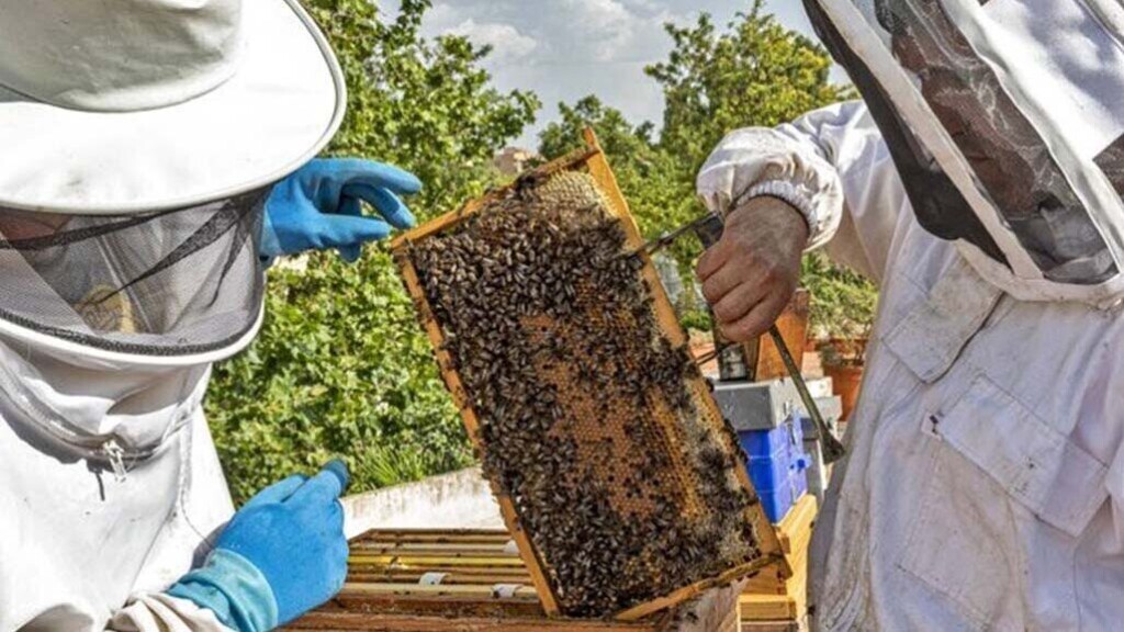 Expuesto el proyecto de las ayudas para mejorar la producción y comercialización de productos apícolas en Extremadura 20230117 Apicultura