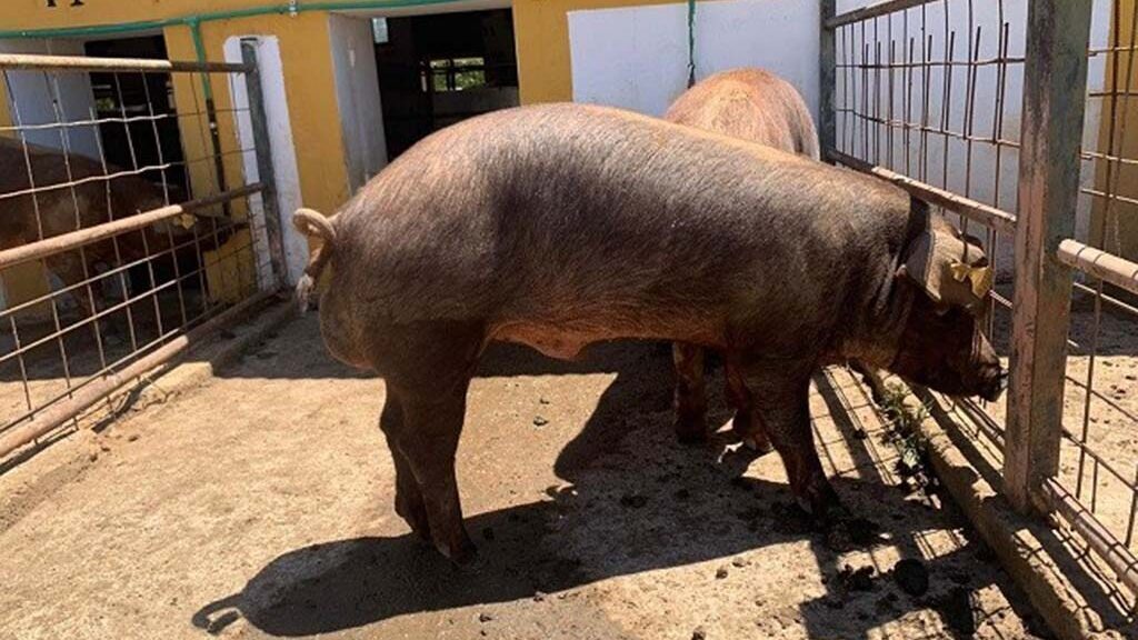 CENSYRA cerdo 2