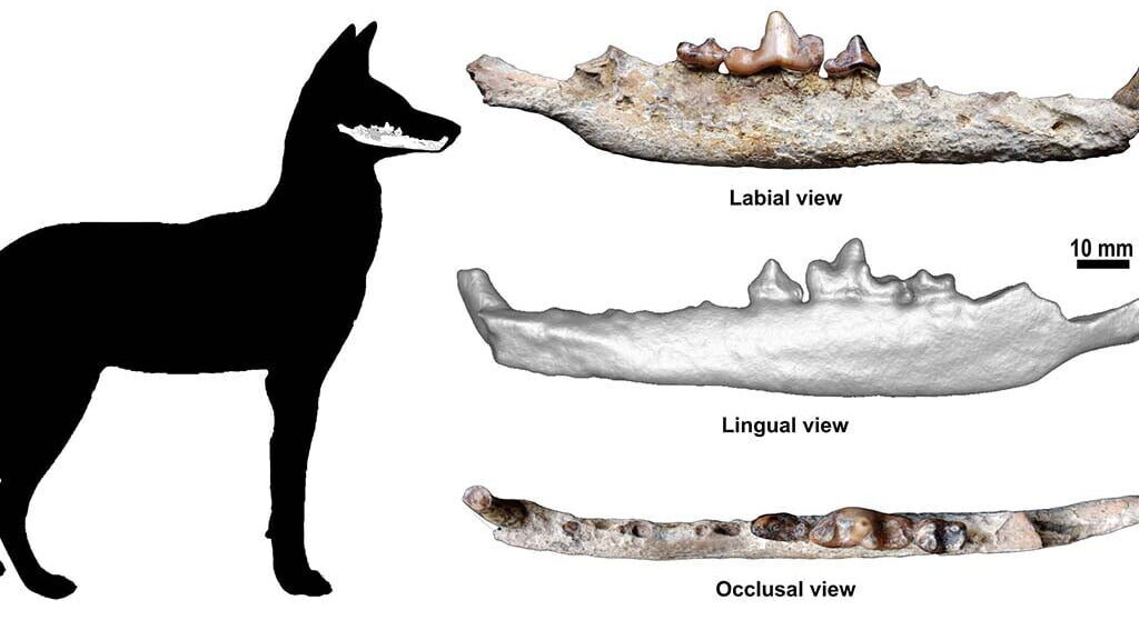 MEDIA Picture 3 Fossil hemimandible MW5 B208