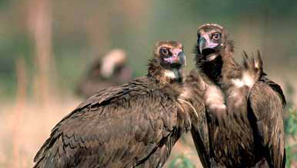 Buitre negro ministerio