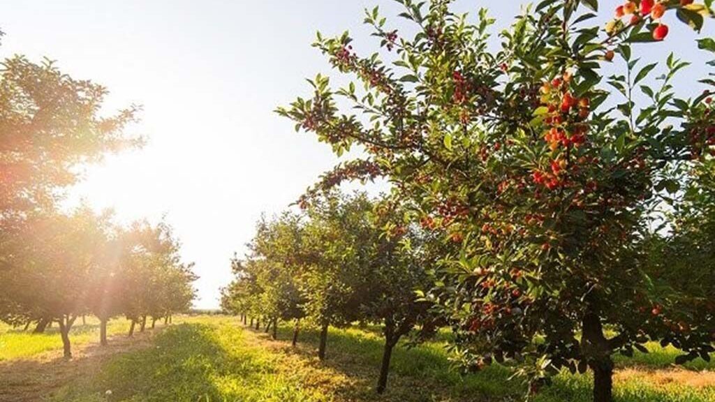 Transición Ecológica destina 5,5 millones de euros en la mejora de infraestructuras de uso público en áreas protegidas y restauración de ecosistemas Foto de archivo Ayudas a zonas con limitaciones naturales 1
