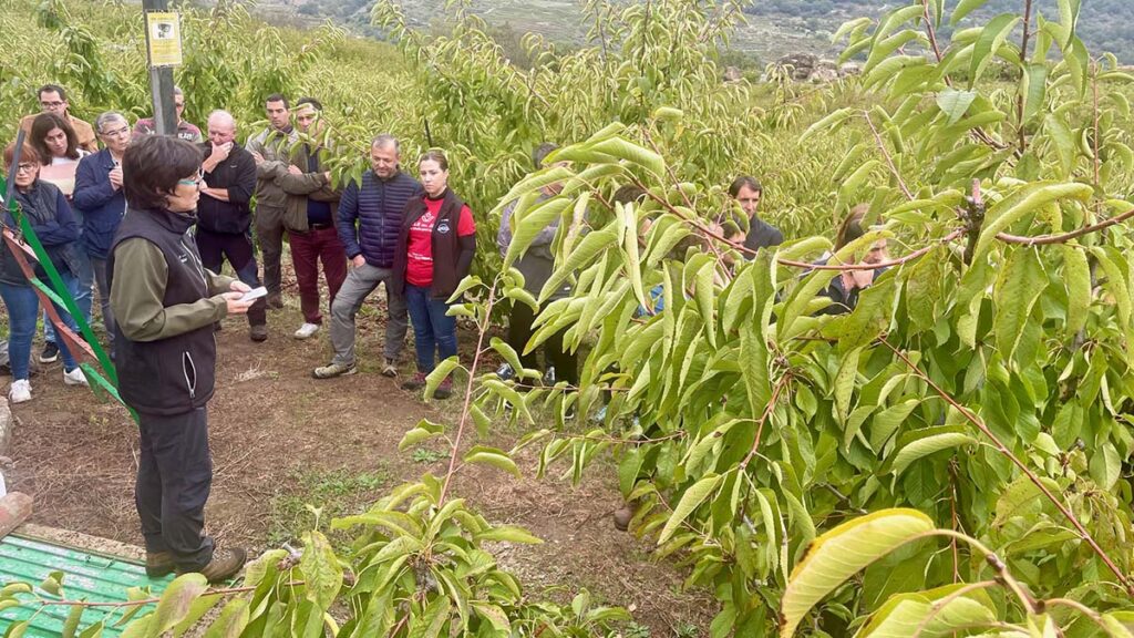 La Mancomunidad Integral de Municipios Valle del Jerte oferta una plaza de peón de servicios múltiples Jerte 4