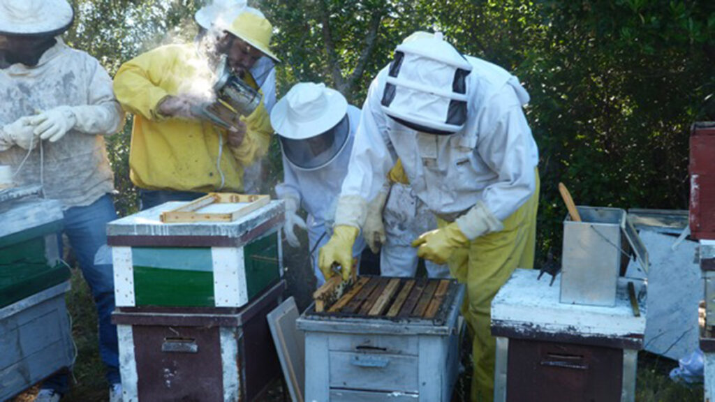 20250429 ayudas apicultura