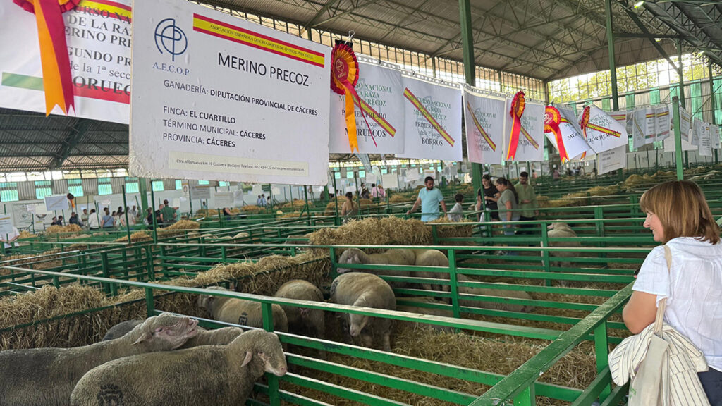 Concurso Merino Precoz Zafra (3)