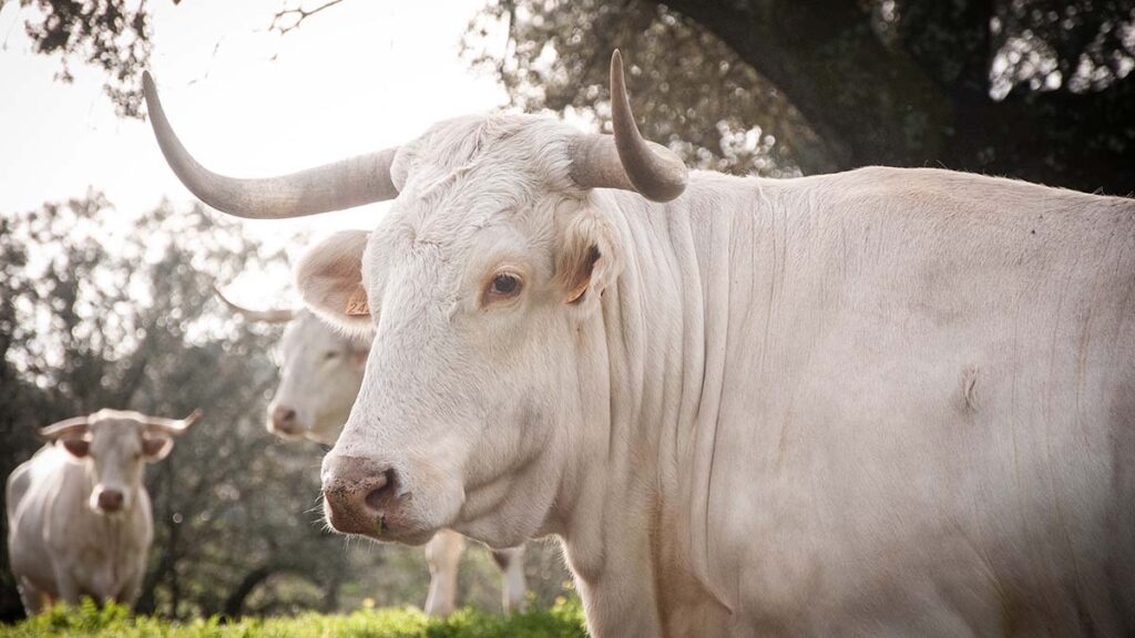 Blanca Cacereña Haza Concepción (1)