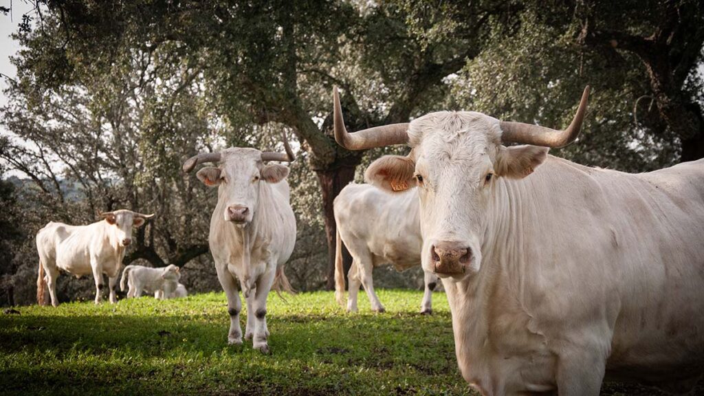 La Diputación de Cáceres apoya a la Asociación de Criadores de Blanca Cacereña en su tarea de garantizar el futuro de esta raza bovina autóctona Blanca Cacereña Haza Concepción (2)