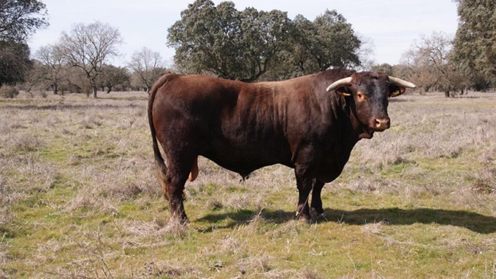 Ganado Retinto V 2 web