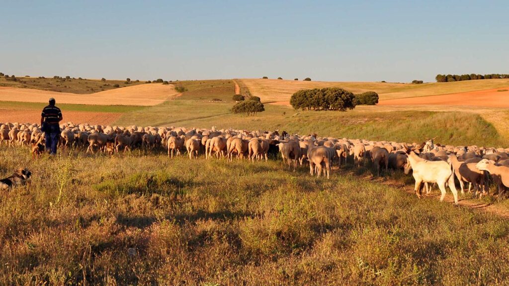 La Junta de Extremadura subvenciona la trashumancia con hasta 5.000 euros por ganadero trashumancia_1