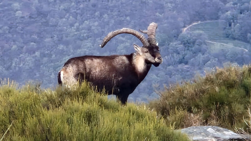 La oferta pública de caza de la Junta de Extremadura recibe 8.010 solicitudes, un 15% más que en la temporada anterior Caza extremadura 1