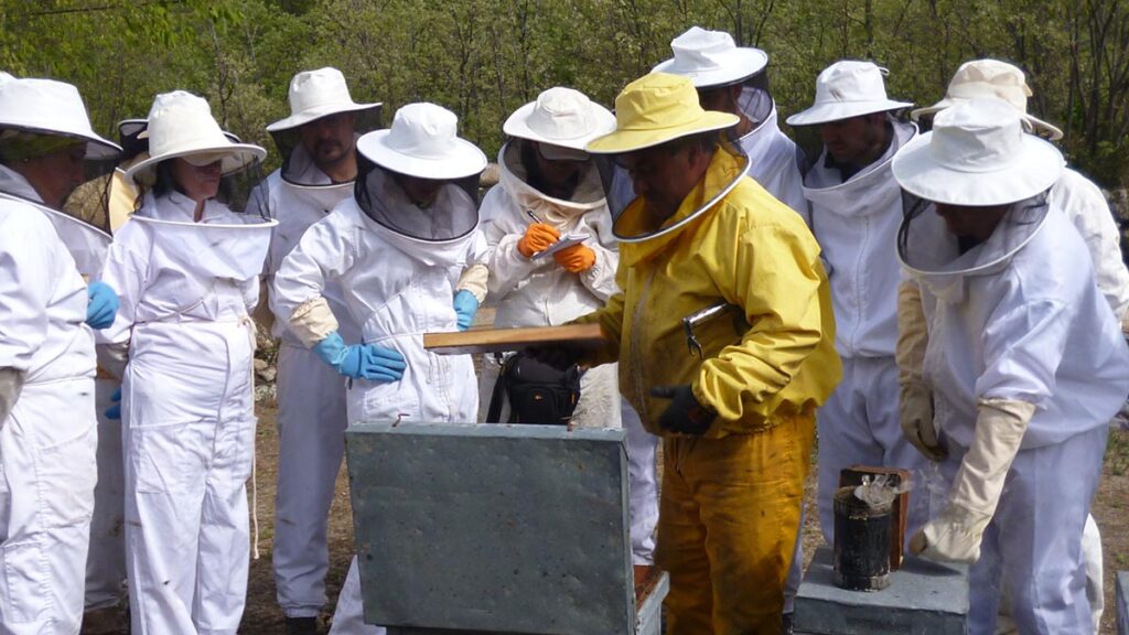 Apicultura 1
