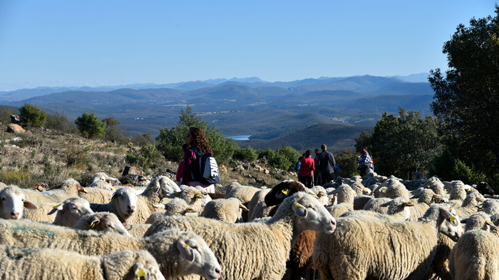 foto trashumancia (2)