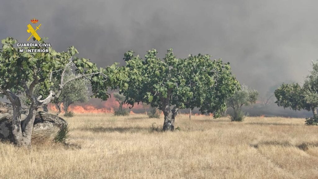 Incendio forestal declarado en Arroyo de la Luz, en las proximidades de la carretera EX-207, en la zona conocida como Las Viñas WhatsApp Image 2026-07-24 at 18.28.38