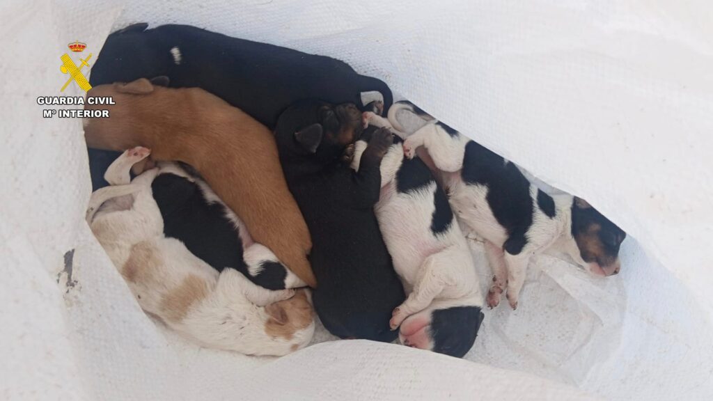 Cachorros