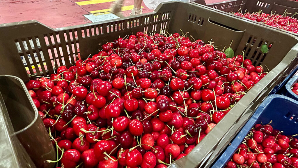 Extremadura eleva las ayudas a los seguros agrarios y subvenciona hasta el 75% para el sector de la cereza Cerezas