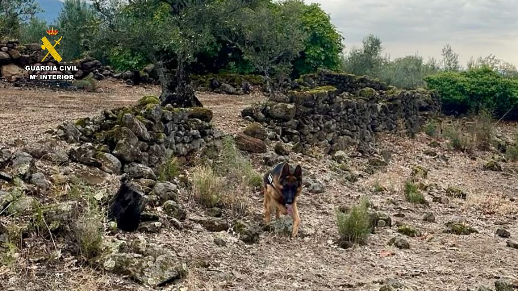 Buscan a un hombre de 68 años desaparecido en Losar de la Vera cuando paseaba con su perro Perro 14.07.47